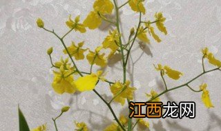 文心兰的冬季养殖方法和注意事项