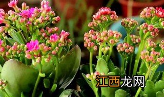 长寿花用黑袋子套是不是能长花朵 长寿花怎么养才不会黑袋