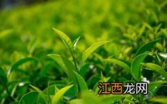 茶叶芽尖怎么泡