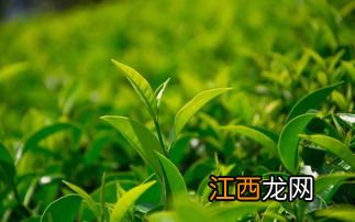 茶叶芽尖怎么泡