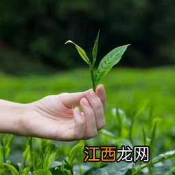 怎么拍茶叶好看