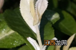 安吉白茶苗怎么施肥