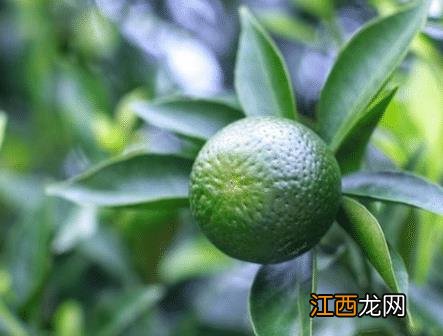 小青树茶叶怎么