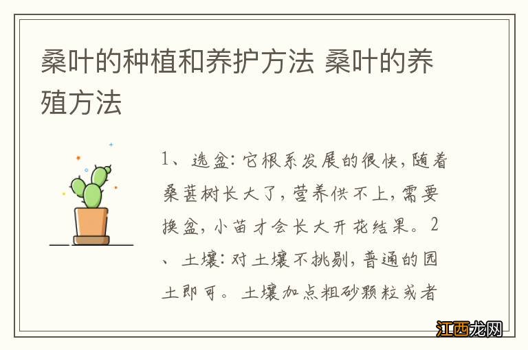 桑叶的种植和养护方法 桑叶的养殖方法