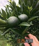 小青甘茶 怎么分辨好坏