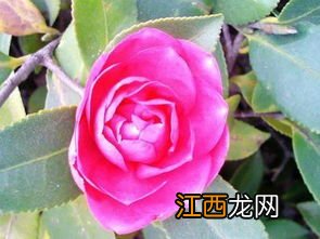 怎么将梅花制成茶