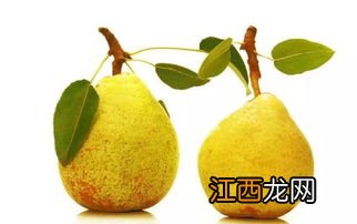 止咳的梨叫什么