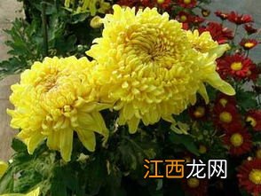 菊花泡着就绿了怎么回事