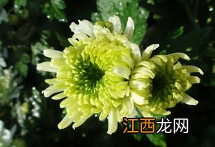 菊花泡着就绿了怎么回事