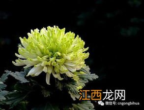 菊花泡着就绿了怎么回事