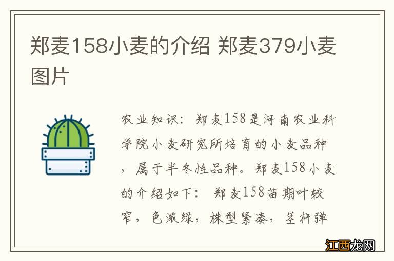 郑麦158小麦的介绍 郑麦379小麦图片