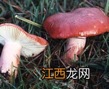 红色的蘑菇怎么吃