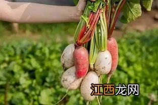 红皮白心萝卜怎么种