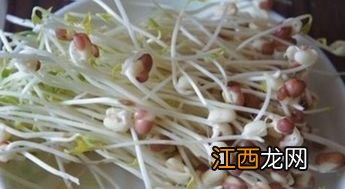 红豆芽怎么育苗