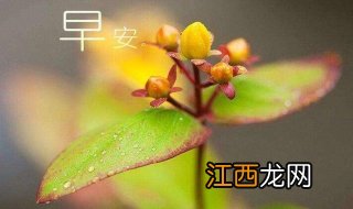 早安心语，越努力越幸运