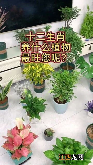 属龙的养什么花旺财 下面介绍属龙的养什么花旺财