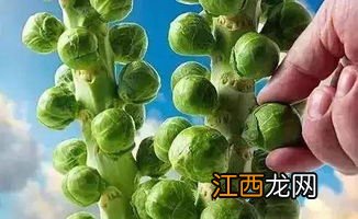 抱子甘蓝什么时候种植 抱子甘蓝的种植时间