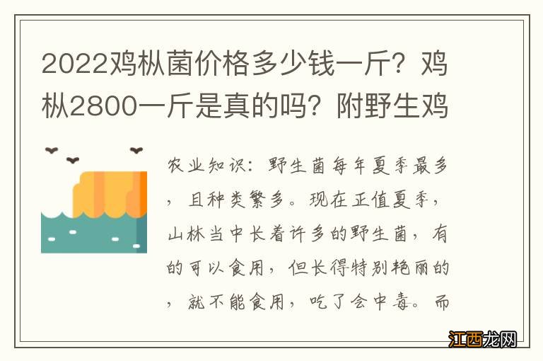 2022鸡枞菌价格多少钱一斤？鸡枞2800一斤是真的吗？附野生鸡枞菌最