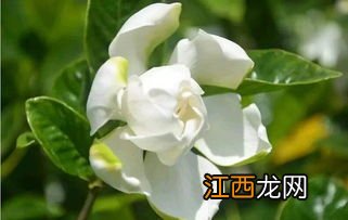 栀子花的家庭养殖方法 有什么要注意的