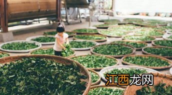 按发酵程度茶怎么排