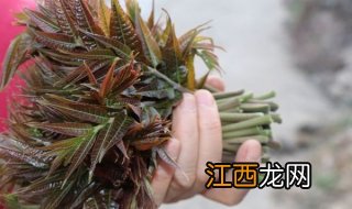 香椿怎么吃好吃