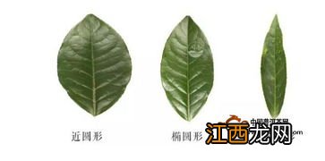 茶叶鲜叶怎么辨认