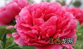 牡丹花怎样养