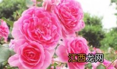 月季花的养殖方法