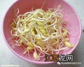 黑豆芽发霉怎么发