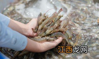 海白虾和基围虾的区别是什么 怎么区别海白虾和基围虾