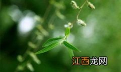 随风飘扬的柳絮其实是柳树的？ 柳树靠什么传播种子