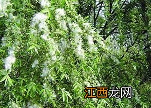 随风飘扬的柳絮其实是柳树的？ 柳树靠什么传播种子