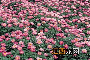 牡丹稼接方法 怎么嫁接牡丹