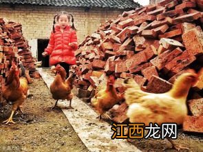 养鸡小妙招 养鸡十大小窍门