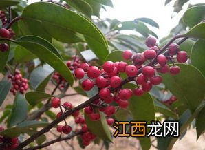 冬青夏季栽培方法 冬青的种植方法