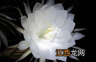 昙花一年开几次花 昙花一年开多少次花