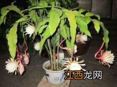 昙花一年开几次花 昙花一年开多少次花