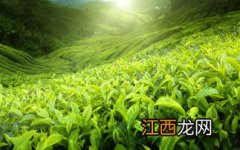 怎么看茶叶中农药