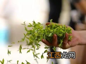 桂花怎么炒茶