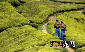 到浙江采茶怎么发工资