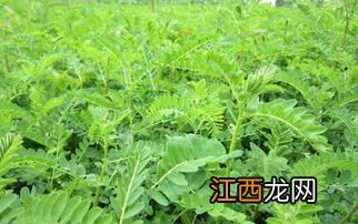 黄芪的种植方法及条件 黄芪的种植方法及条件介绍