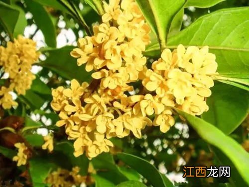 桂花都可以怎么吃