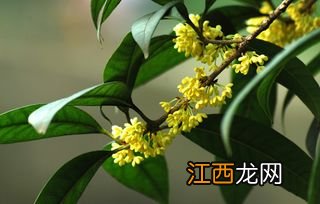 桂花都可以怎么吃
