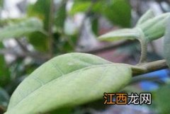 桂圆树冬天种植方法 种植龙眼树的步骤