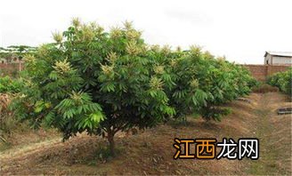 桂圆树冬天种植方法 种植龙眼树的步骤