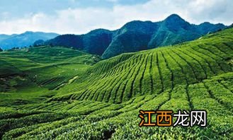 北京马连道茶叶怎么样