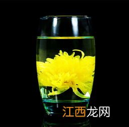 怎么品鉴皇菊