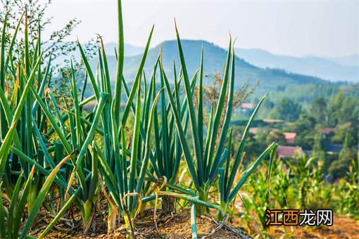 大葱一般在什么时候种植？种植方法有哪些？