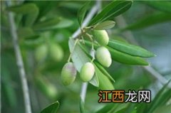 橄榄果怎么做才好吃吗