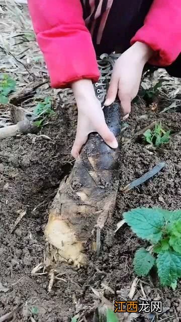 干竹笋包饺子怎么做好吃